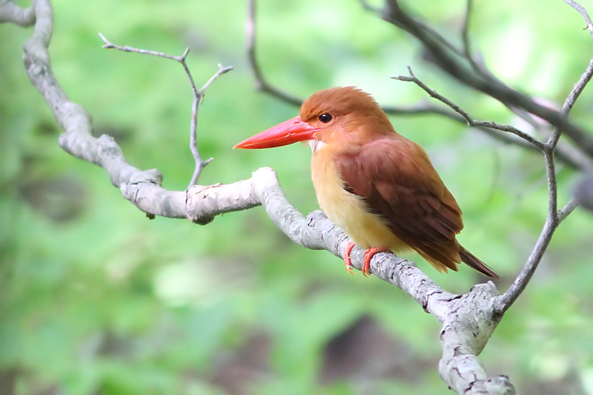アカショウビン