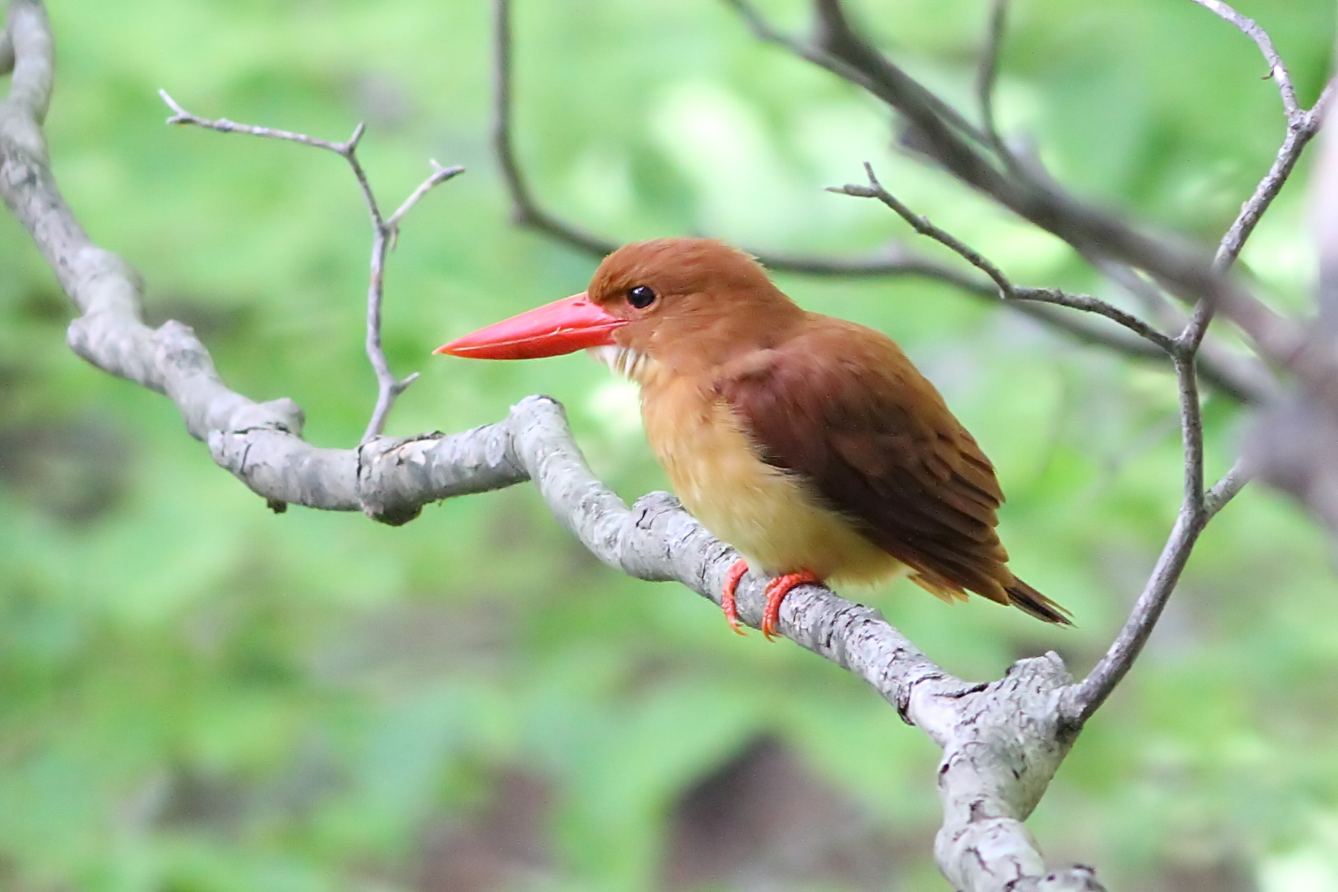 アカショウビン