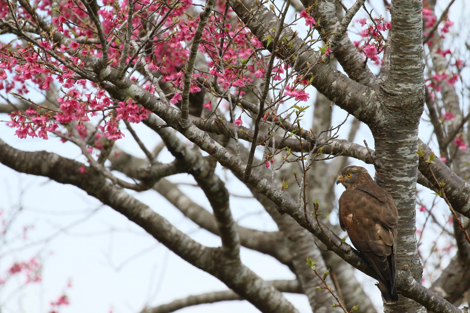 桜とサシバ